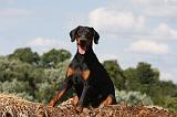 DOBERMANN 1208